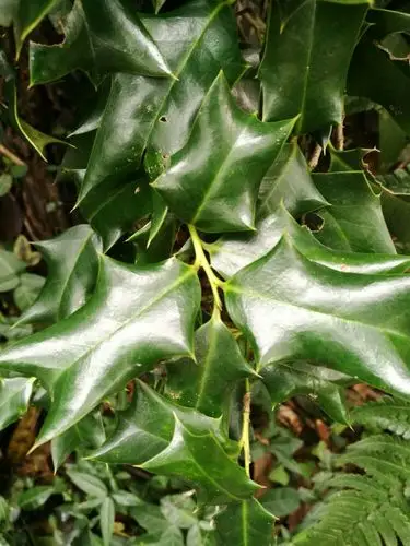 老鼠刺,你家叫啥呢