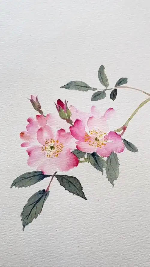 没骨画法小蔷薇