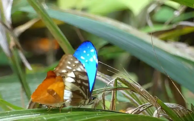【闪蝶】活体的塞浦路斯闪蝶