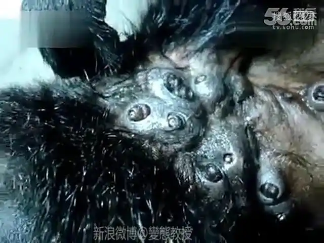 变态教授 猩猩身上满是超大寄生虫-动物视频-搜狐视频