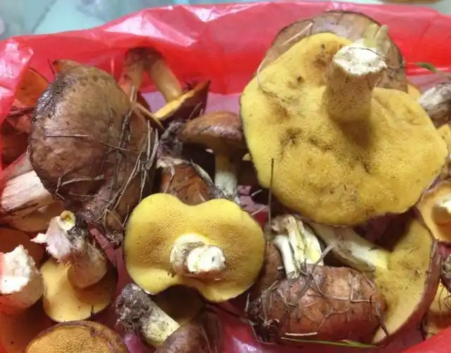 我在公园发现这种蘑菇,在松树的周围长的,有松树的香味,外面黏呼呼的