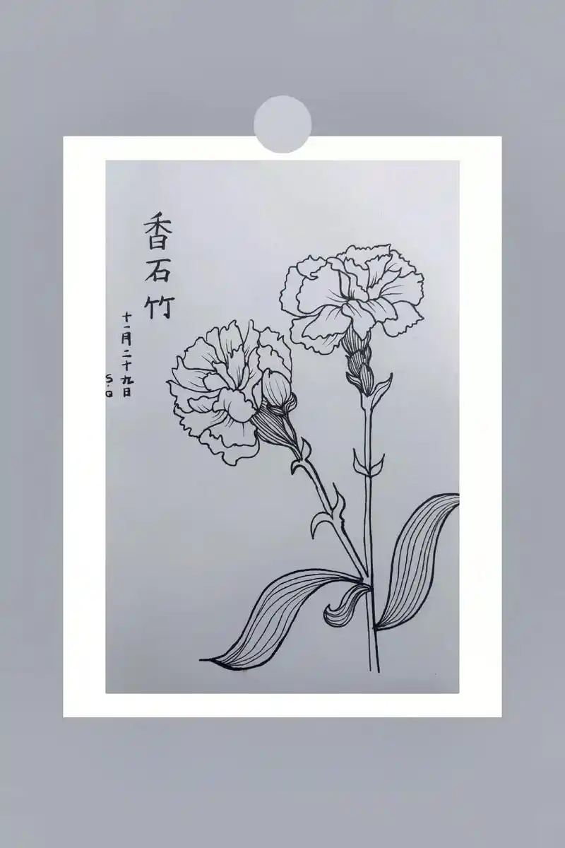 线描|香石竹.100幅线描打卡day1 ,看着就能学会 #画 - 抖音