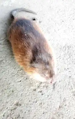 泰州一村民抓到一只二三十斤重的"大老鼠"!(内有照片)