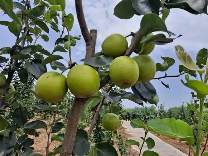 嘉鱼新街,嘉多宝的丰水梨开始采摘了_梨子_多汁_果肉