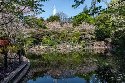 上海鲁迅公园樱花盛开迎客来