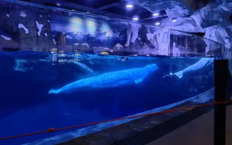 郑州海洋馆 白鲸馆