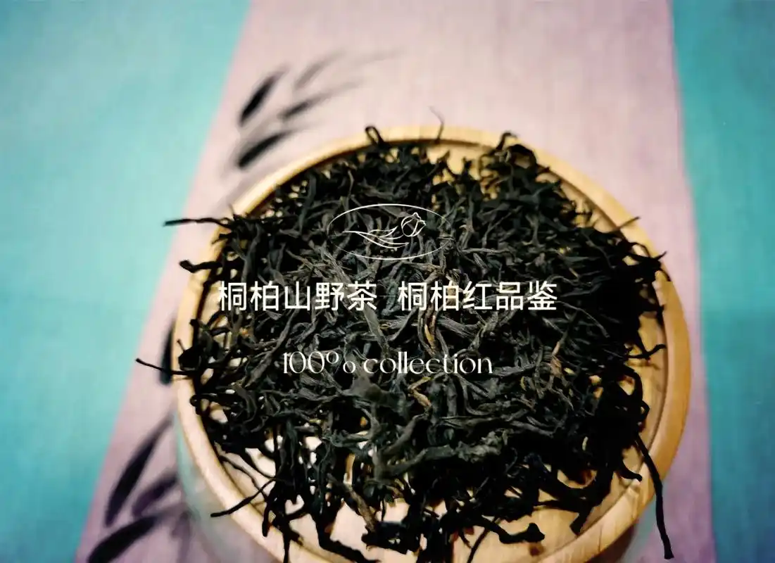 95探秘桐柏红茶的韵味