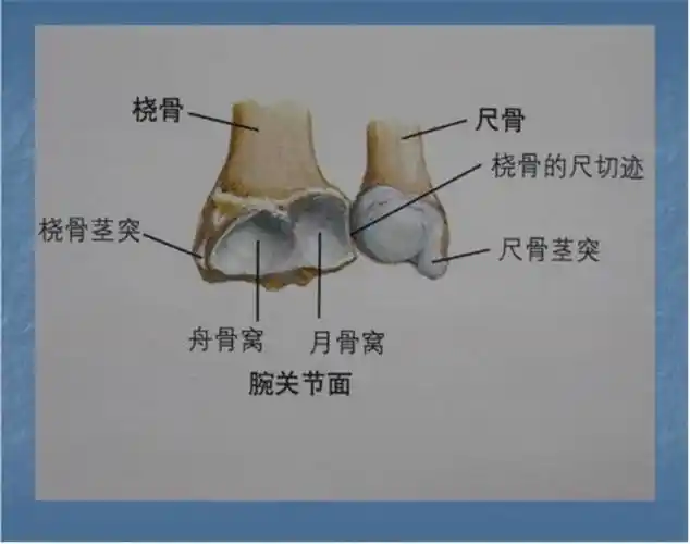 【图文详情】桡骨远端骨折康复