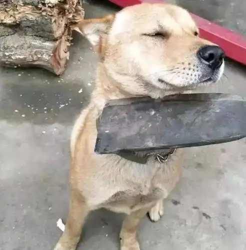 狗宝宝做错事了,主人拿刀架它脖子上,狗狗却露出这样的表情.