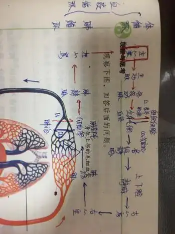 求人体心脏的血流循环过程 生物学科方面,用图表示