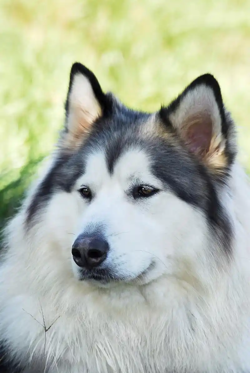 96阿拉斯加犬寿命一般多少年?