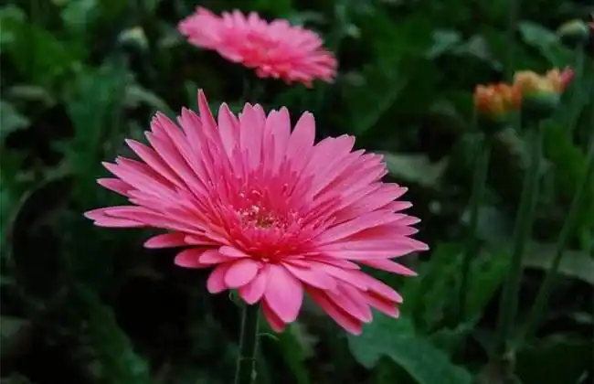 非洲菊的花语是什么非洲菊的寓意和象征