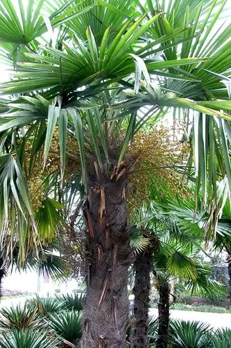 棕榈棕榈科棕榈属