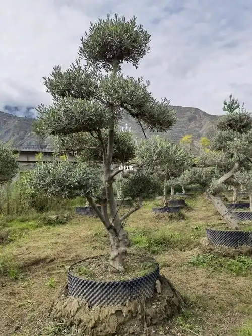 油橄榄景观树,盆景老桩有,需要的,朋友,_盆景_翁世坤园艺罗汉松园基地