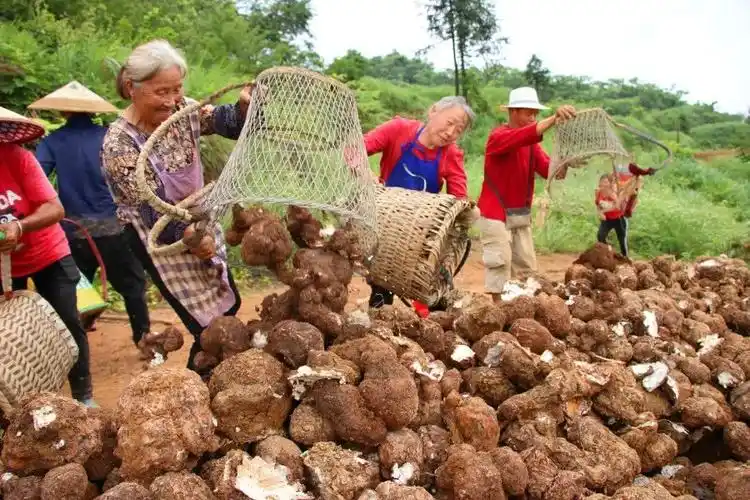 贵州省印江县:"土疙瘩"变"金元宝" 茯苓丰收生万金-食用菌资源网
