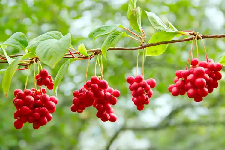 树枝上的五味子