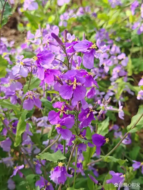 路边的小紫花,像一只只蝴蝶在翩翩起舞,黄色的花蕊长长的,尖尖的,从花