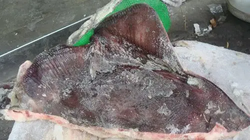 鳐鱼翅/北极黑鱼翅/鲜鱼翅中餐上等食材