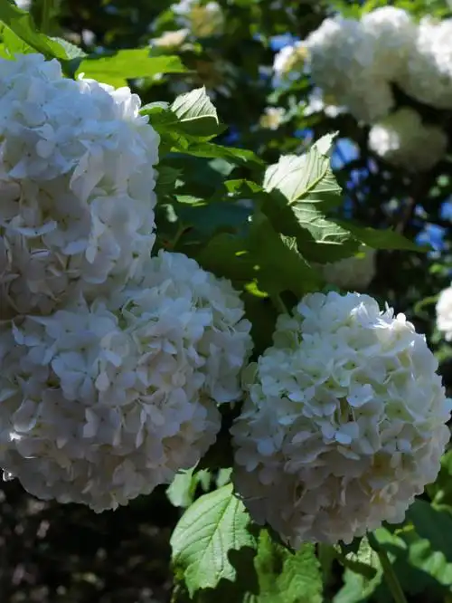 国家植物园北园也有木绣球