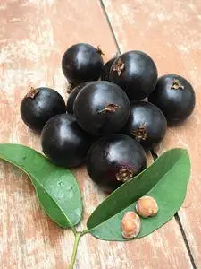 乔尼尔嘉宝果树嘉宝果树苗乔尼尔加宝果苗台湾嘉宝果树乔尼尔果树