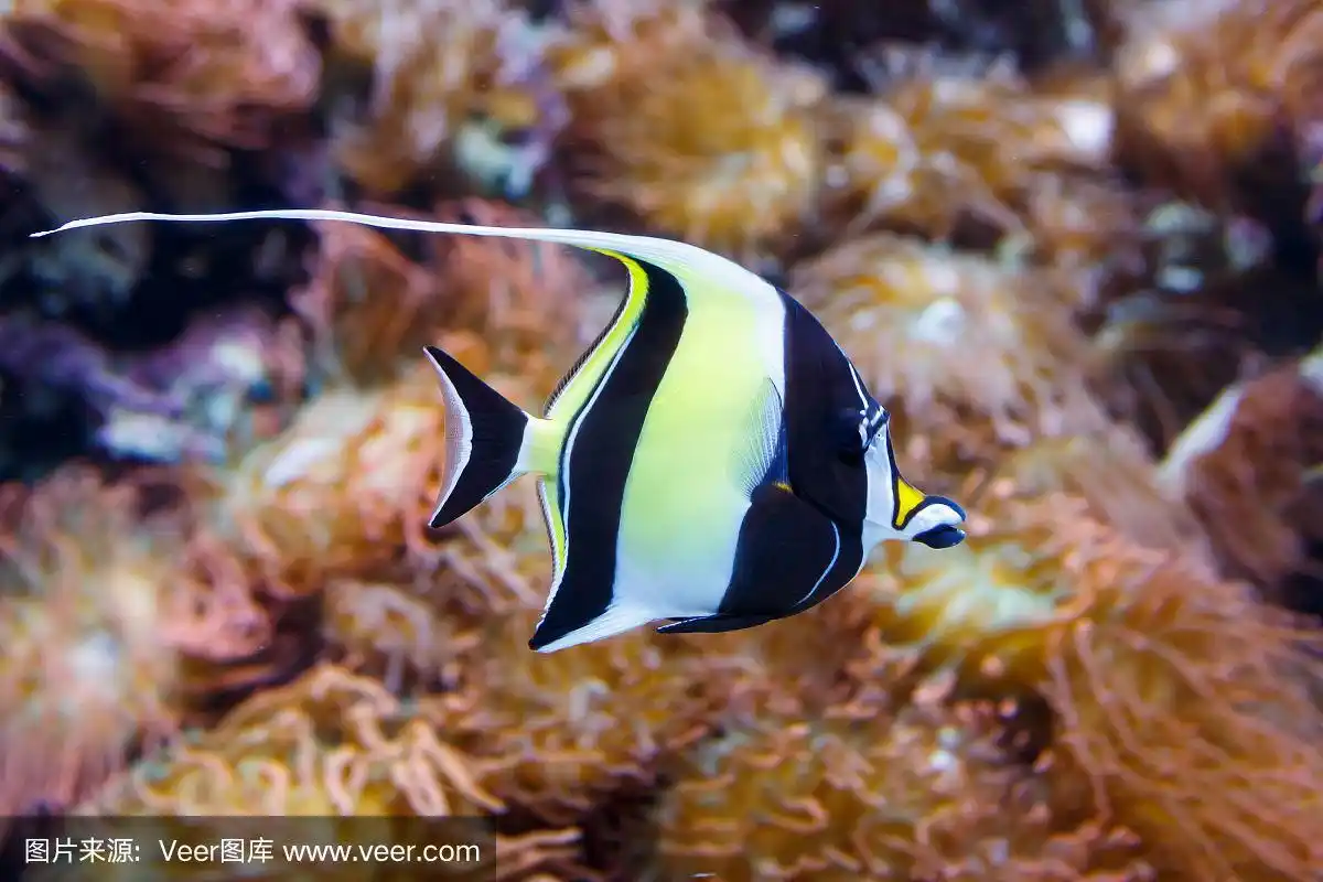 摩尔人的偶像鱼,拉丁名.