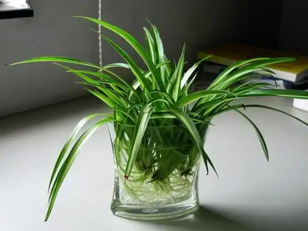 水培植物哪些比较好养 推荐6种适合水培好养活的植物