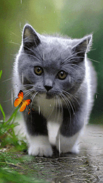 移动设备 屏保 cat 分享 举报 非索要文件 成人文件内容 重复 简介