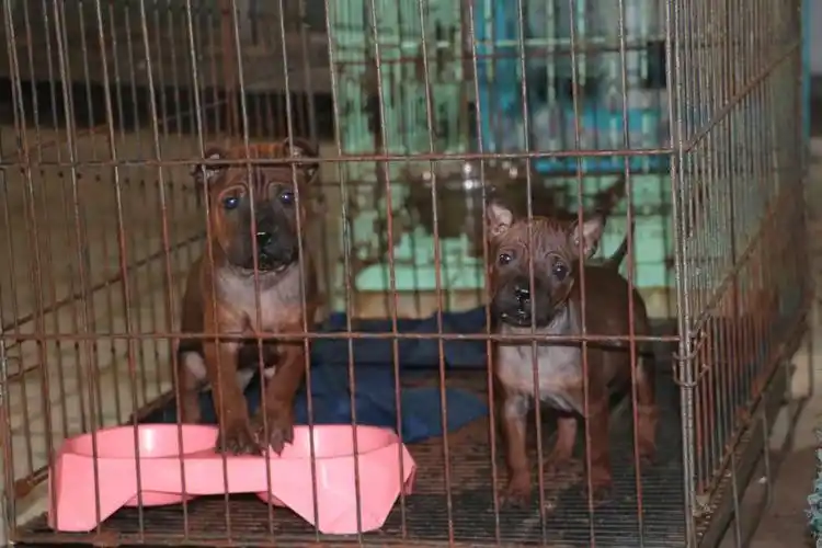 40多天的川东猎犬小狗