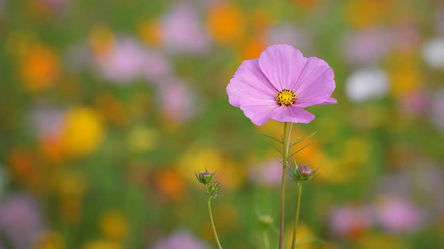 小清新波斯菊桌面壁纸第一辑