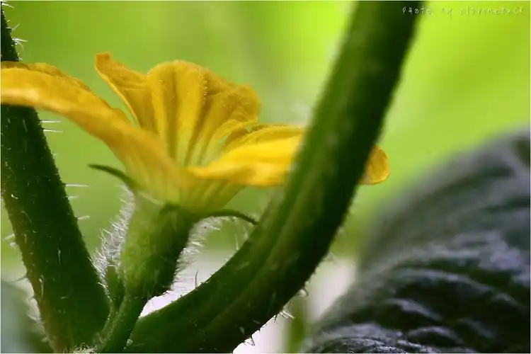 阳台种的哈密瓜开花啦20130-oldvineback
