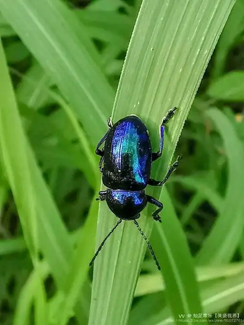 漂亮的叶甲虫
