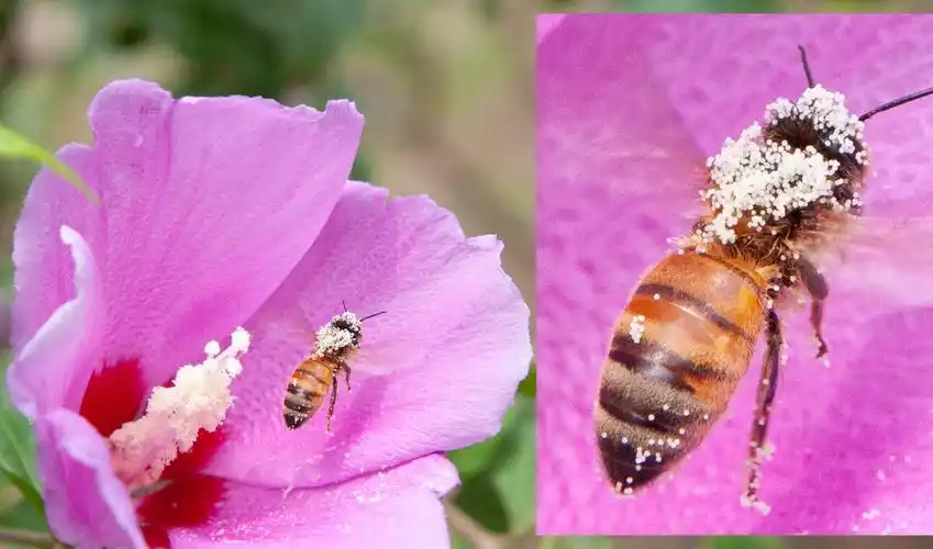 蜜蜂授粉高清图片