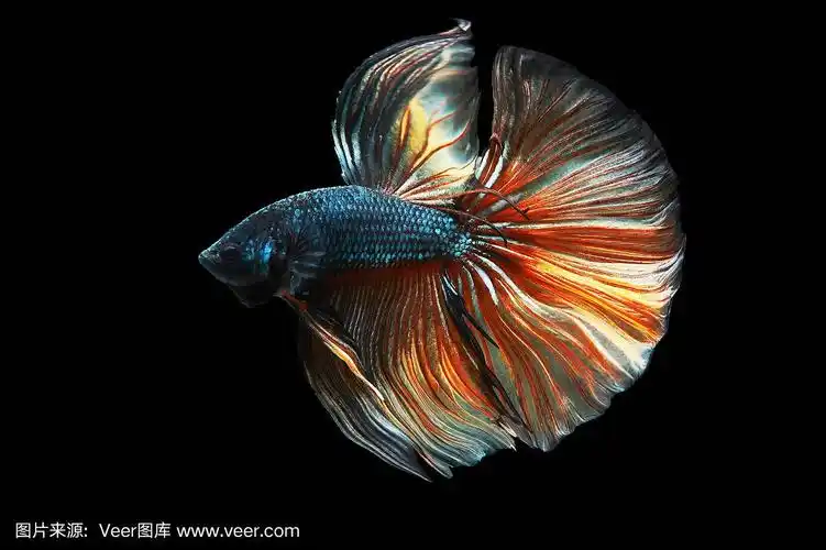 斗鱼孤立在黑色背景