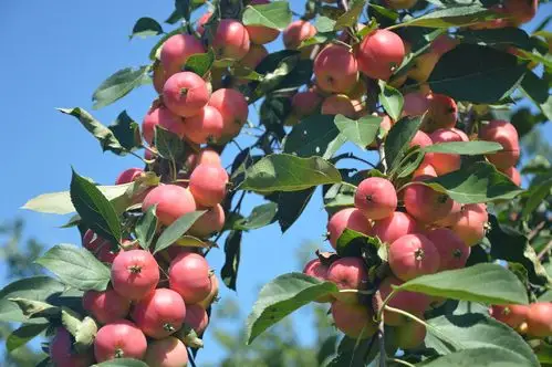 家乡的秋天我喜欢,有收获的季节,有丰收的果实.