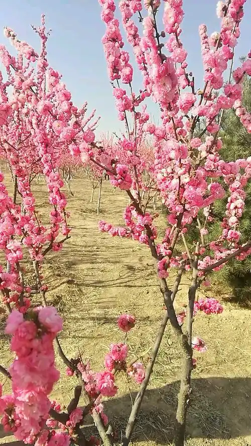 云龙大桥下的花林