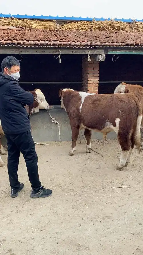 改良西门塔尔,下乡抓牛