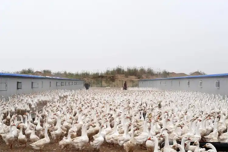 于田县博斯塘湿地拍摄的于田稻田鹅业养殖有限公司种鹅场(无人机照片