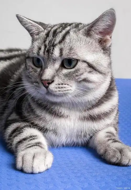 盘点下 美短猫的优点和缺点