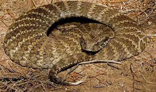 盘点世界十大恐怖毒蛇