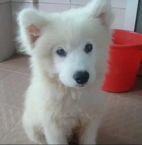 我只能说萨摩尴尬期很明显,那就是有猴脸  追问 你的意思是不像萨摩耶