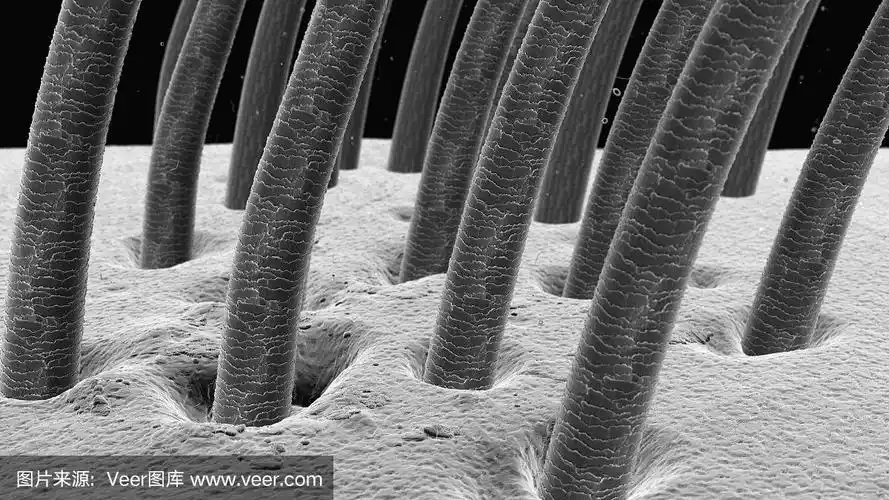 头发在显微镜下