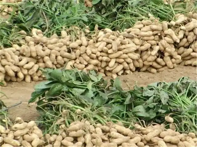 花生在种植的时候,怎样施肥浇水,才能够增加产量?