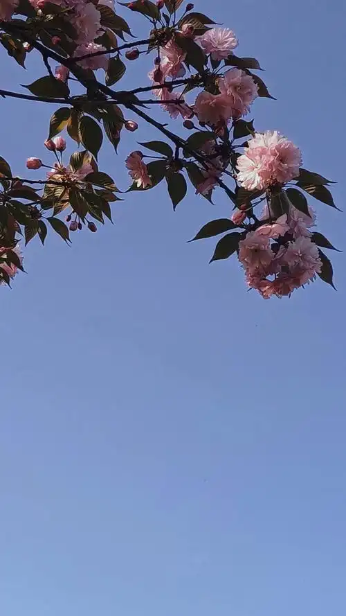 春天是大自然对你的馈赠今日份春天壁纸