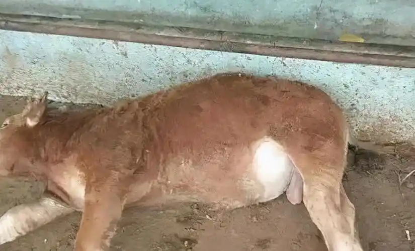 牛羊发生急性鼓胀病了怎么办?