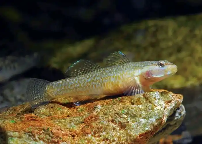 原生虾虎鱼科普,原生缸60%的人都会选择的配鱼 - 知乎