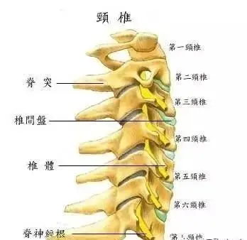 颈椎 对应身体部位和区域:头部血液供应,脑垂体,头皮,大脑,脸部骨骼