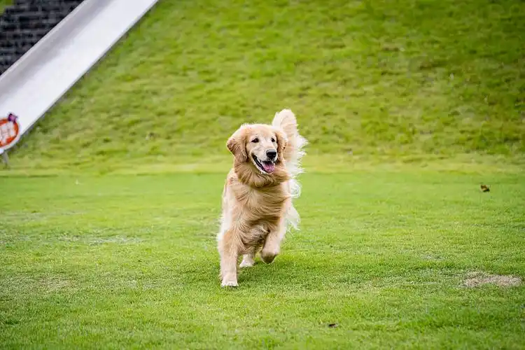 草地宠物狗人图片-草地宠物狗人素材-草地宠物狗人图片下载-视觉中国