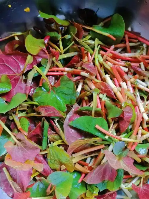 我太想念家里面的那片折耳根和山上的蕨菜了#食物  #凉拌折耳根