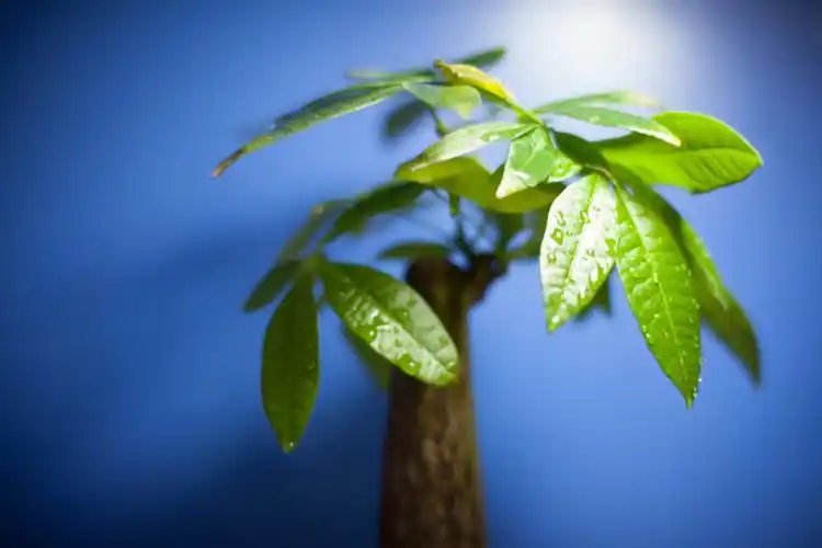 发财树盆栽壁纸