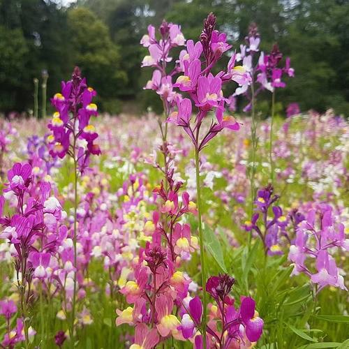 柳穿鱼种子10000粒小金鱼草籽易活春秋盆栽绿化花卉花种庭院四季